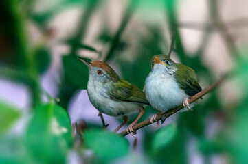 Common tailorbird with chick is sitting on a tree