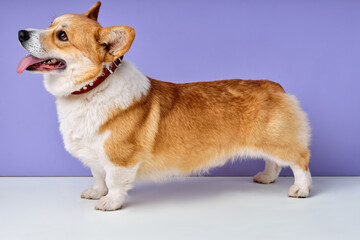 portrait obedient dog breed welsh corgi pembroke smiling with tongue on purple studio background. adorable domestic animal with short body and white red wool fur posing looking at side