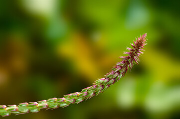 Beautiful wild plant against smooth background