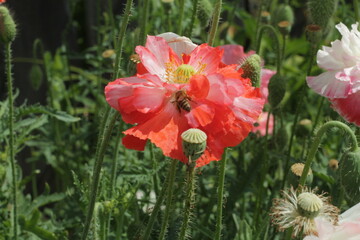 Blooming red poppy. One in the field is a poppy flower. Summer.