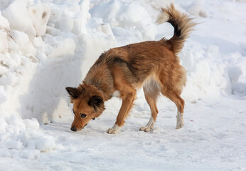 The dog walks in the snow in winter in the park.