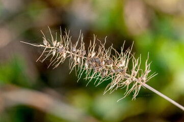 Dry nature element in jungle