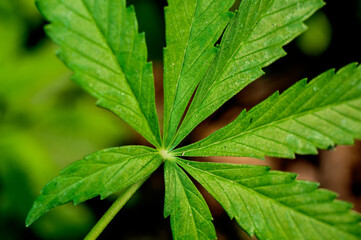 Green leaves showing beautiful pattern