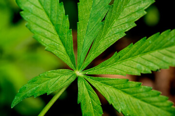 Green leaves showing beautiful pattern