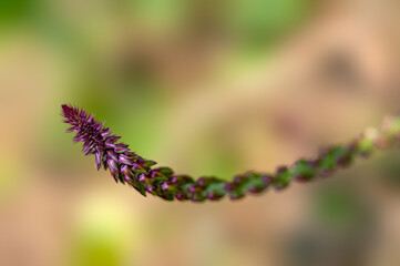 Beautiful wild plant against smooth background
