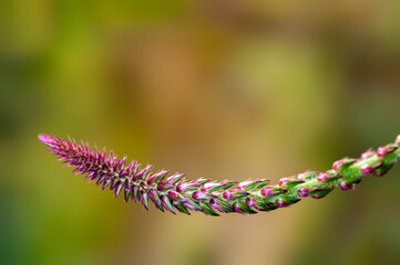 Beautiful wild plant against smooth background