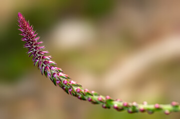 Beautiful wild plant against smooth background