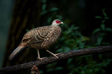 Khaleej Pheasant Sattal, Nainital, Uttarakhand, India