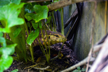 A yellow-head water monitor, Philippine water monitor or large species of lizard looking at the camera from the jungle. Asian water monitor or Bengal monitor hiding in the arum or Colocasia esculenta 