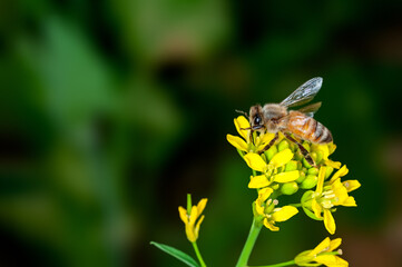 Honey bee is sucking nectar from flowers