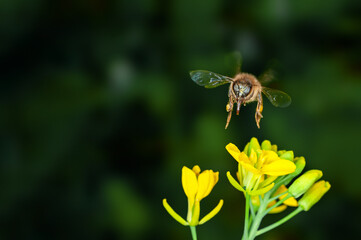 Honey bee is hovering on mustard flowers