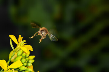 Honey bee is hovering on mustard flowers