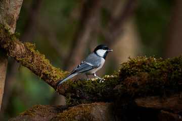 Cinereous Tit Nainital, Uttarakhand, India