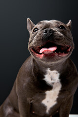 french bulldog on black background, sit in studio on black background. sticking out tongue, looking at side. adorable cute puppy posing at camera, alone, portrait copy space