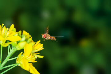 Bee is hovering on mustard flowers