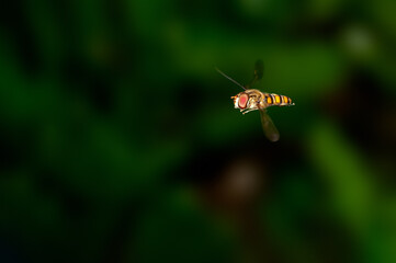 Bee is hovering in green