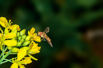 Bee is sucking nectar from mustard flowers