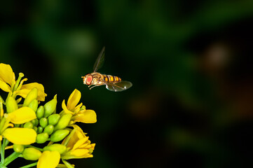 Bee is hovering on mustard flowers
