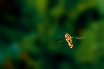 Bee is hovering in green