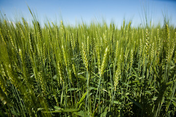 A young plantation of green wheat field on a blue sky