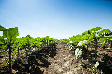 Fototapeta na wymiar Young field of crops in a farm