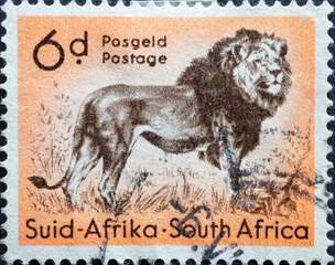 South Africa - circa 1954: a postage stamp from South Africa, showing a Lion (Panthera leo)