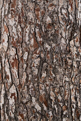 Obraz premium Tree bark texture, natural background