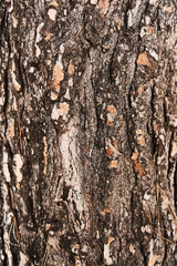  Tree bark texture, natural background