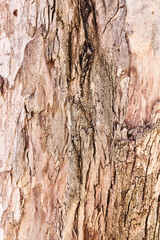  Tree bark texture, natural background
