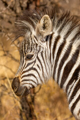 Fototapeta na wymiar Zebra Foal, South Africa