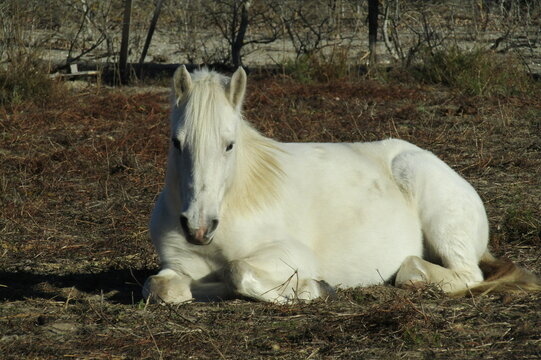 cavallo bianco della camargue