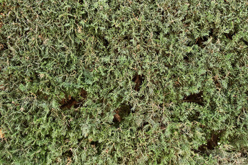  Green plant beautiful natural texture