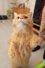 直立する猫（マンチカン）