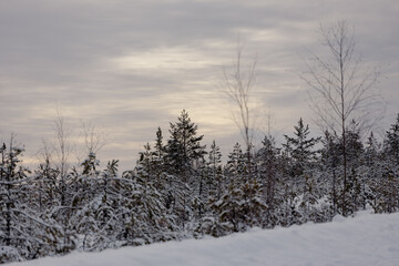 Obraz premium landscape with snow and trees