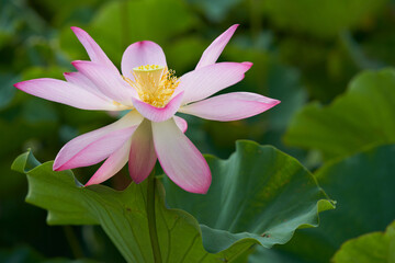 Lotus with bright pink flowers