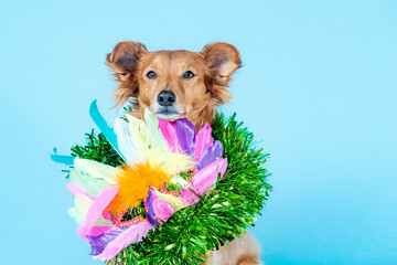 Dog in carnival costume looking at the camera with a blue background