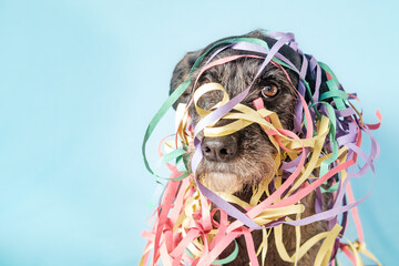 Black dog in carnival costume looking at the camera with a blue background