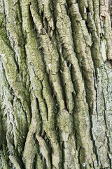  Tree bark texture, natural background