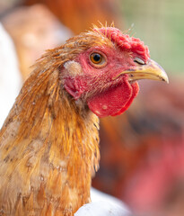 Portrait of a ginger rooster