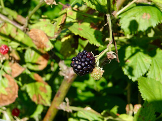 Blackberries growing on farm plant