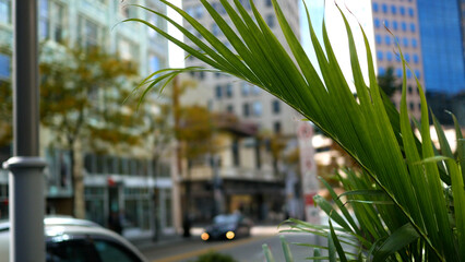 Green Fern Leaf in Foreground of City Street