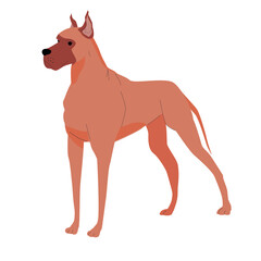 Dog breed Great Dane. vector flat illustration isolated on white background. red dog