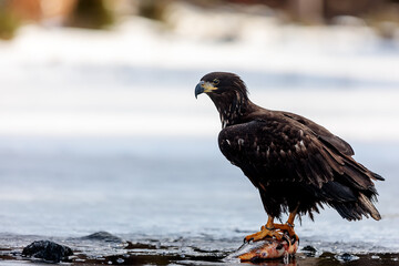 female White-tailed eagle (Haliaeetus albicilla) holding the fish knowing the holes in the ice