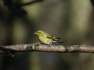 male Eurasian siskin (Carduelis spinus) perched on branch in forest during UK winter