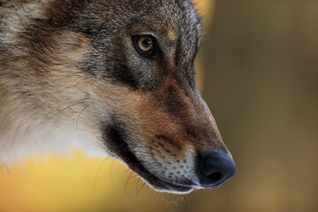 male Eurasian wolf (Canis lupus lupus) rreally has a long snout and yellow-brown eyes
