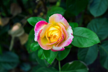 Fototapeta na wymiar yellow rose with leaves