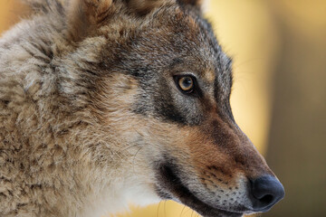 male Eurasian wolf (Canis lupus lupus) detail on the wolf's head