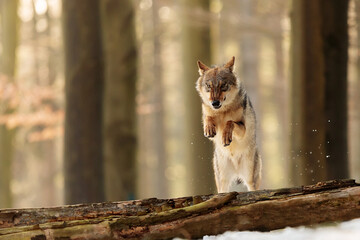 male Eurasian wolf (Canis lupus lupus) in a jump over a fallen tree in a winter forest
