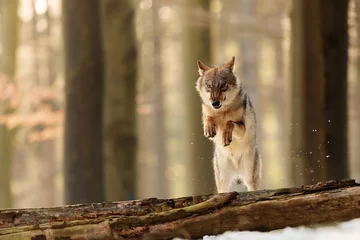Muurstickers male Eurasian wolf (Canis lupus lupus) in a jump over a fallen tree in a winter forest © michal