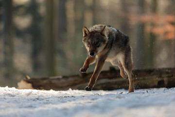 male Eurasian wolf (Canis lupus lupus) running fast through the forest with snow